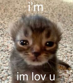 a small kitten sitting on top of a carpet next to the words i'm in love u