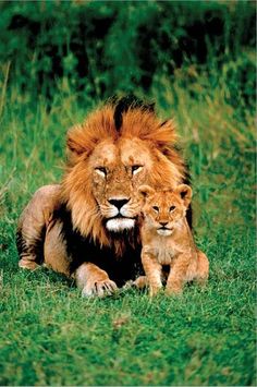 two lions laying in the grass together