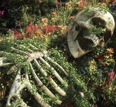 an image of a skeleton in the middle of some flowers and plants that are growing out of it