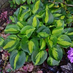 green leaves and purple flowers in the garden