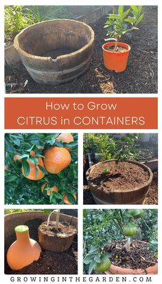 how to grow citrus in containers