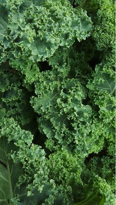 a close up view of some green leafy vegetables