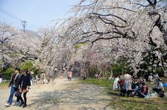 many people are sitting on the grass under cherry blossom trees