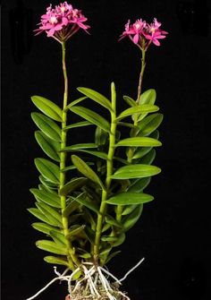 two pink flowers are growing in a pot on a black background, with roots attached to the plant