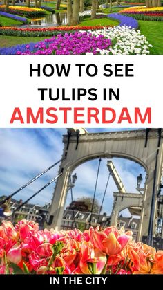 flowers and trees with the words how to see tulips in amsterdam in the city