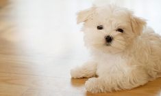 a small white dog sitting on top of a wooden floor