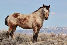 a brown and white horse standing on top of a dry grass covered field with mountains in the background