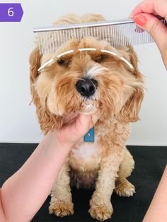 a dog getting his hair cut with a comb on it's head and someone holding the comb over its face