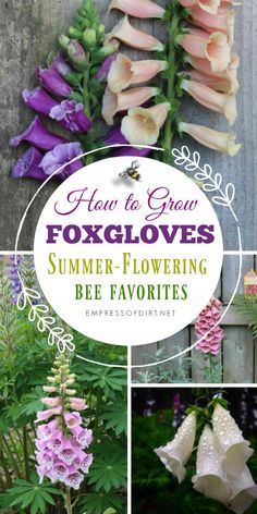 flowers that are in different stages of blooming, with the title how to grow foxglovers summer - flowering bee favorites