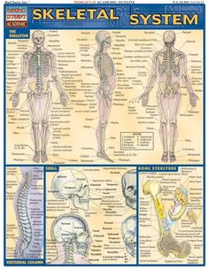 the skeletal system is shown in this poster