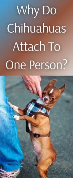 a small brown dog standing on top of a person's lap with the caption why do chihuahuas attach to one person?