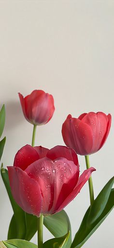 three red tulips with water droplets on them in a vase against a white wall