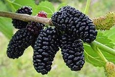 some black berries are growing on a tree