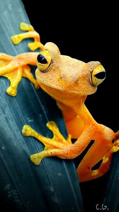 a yellow frog sitting on top of a leaf