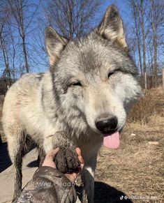 a person holding a dog's paw while standing next to a large white wolf