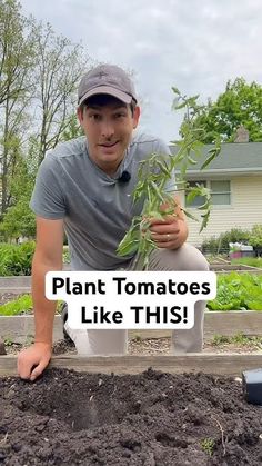 a man kneeling down in the dirt with a plant growing out of his hand and text that reads, plant tomatoes like this