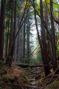 a forest filled with lots of tall trees