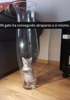 a cat is sitting in a glass vase