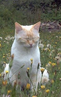 an orange and white cat is sitting in the grass with its eyes closed while looking at something