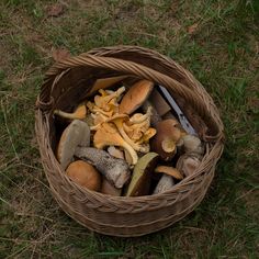 a basket filled with lots of mushrooms on top of a grass covered field next to a knife