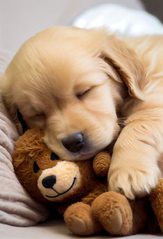 a puppy sleeping with its head on a teddy bear