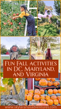 pumpkins and wine are featured in this collage with the words fun fall activities in dc, maryland, and virginia