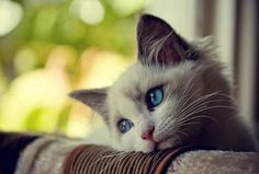 a white cat with blue eyes laying on the arm of a chair and looking at the camera