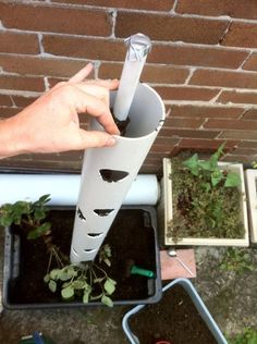 a person is holding a pipe with plants growing out of it