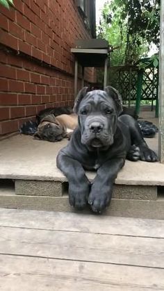 a dog is laying on the steps outside