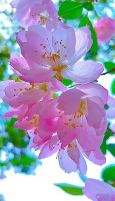 pink flowers are blooming on the tree branch in front of blue sky and green leaves