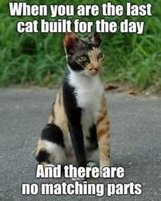 a calico cat sitting on the ground with caption that reads, when you are the last cat built for the day and there are no matching parts