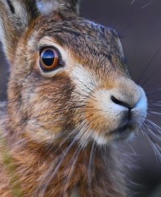 a close up of a brown and white rabbit