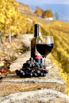 a bottle of wine and some grapes on a stone wall with autumn foliage in the background