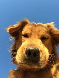 a close up of a dog's face against a blue sky