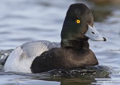 a close up of a duck in the water