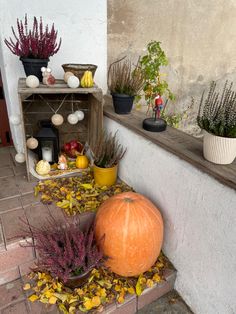 pumpkins and other plants are on the steps