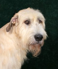 a white dog is standing in front of a green wall and looking at the camera