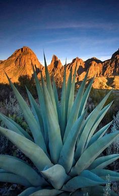 an agavena plant in the desert with mountains in the background