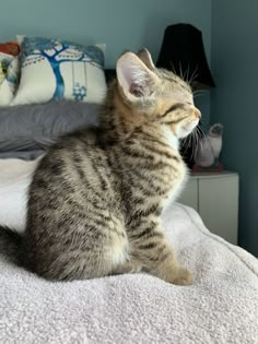 a small kitten sitting on top of a bed