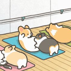 three corgi laying on yoga mats in a room