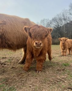 two brown cows standing next to each other on a field