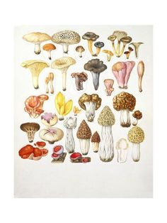 a group of different types of mushrooms on a white background framed print by unknown artist