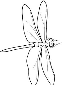 a black and white drawing of a dragonfly