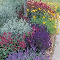 an assortment of colorful flowers and plants in a garden bed next to a sidewalk with trees