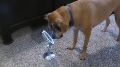 a brown dog standing on top of a carpeted floor next to a table with a magnifying glass in it's mouth