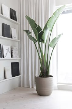 a potted plant sitting on top of a wooden table in front of a window