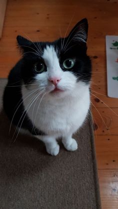 a black and white cat sitting on top of a wooden floor