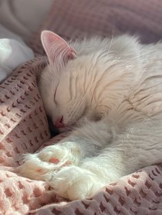 a white cat sleeping on top of a pink blanket