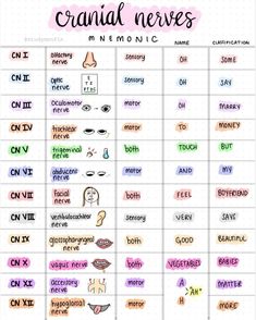 a hand drawn chart with the names and symbols for different types of neurons