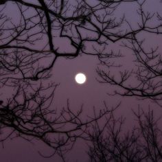 the moon is seen through the branches of some tree's at dusk, with no leaves on it